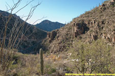 canyon and cactuses
